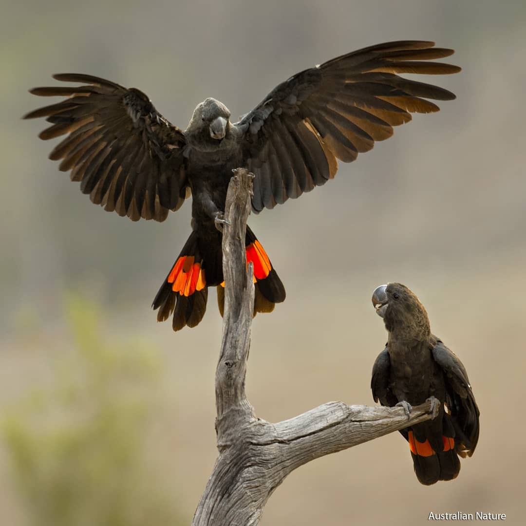 Image credit: Bower Bird Aus